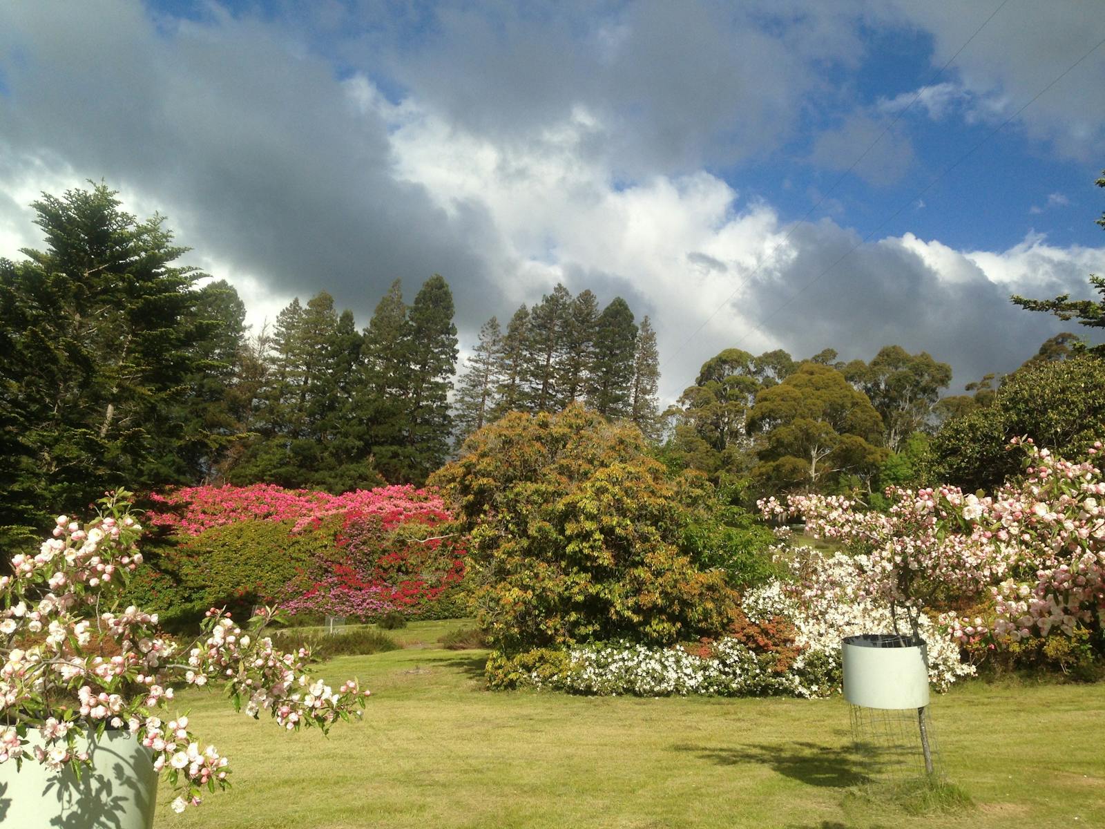 Rows of heritage rhododendrons , some 8m in height, are possibly the oldest and largest in Australia