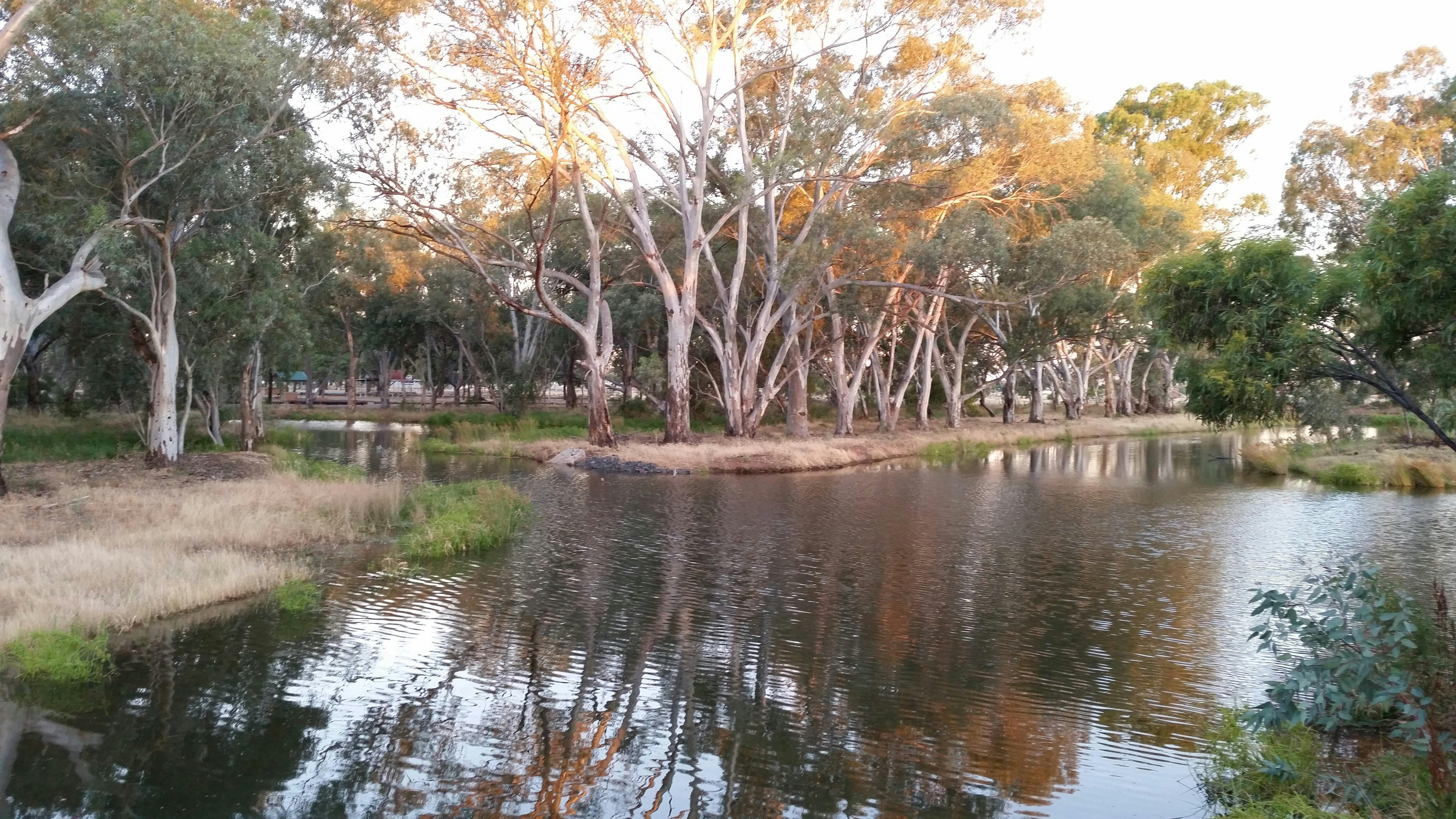 Plenty of birds at the wetlands