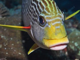 Michaelmas Reef Dive Site