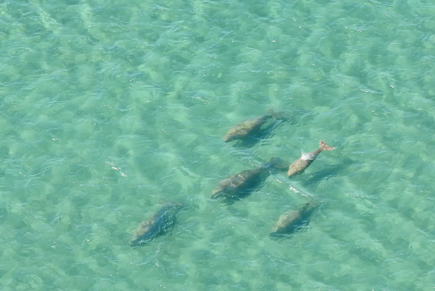 Witness with no obstructions,  dugongs naturally grazing in their underwater grasslands