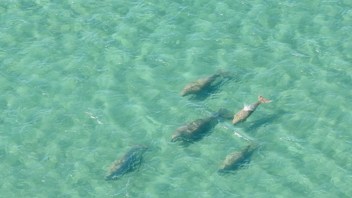 Witness with no obstructions,  dugongs naturally grazing in their underwater grasslands