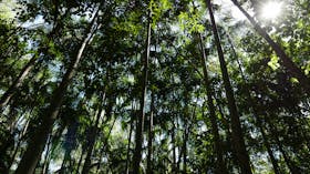Holmes Jungle Nature Park