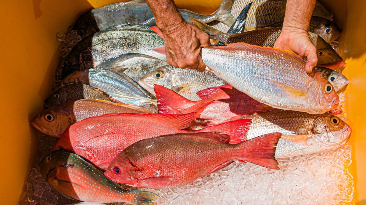 Tub of multiple types of reef fish