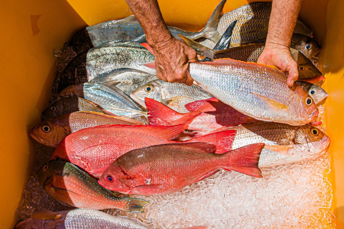 Tub of multiple types of reef fish