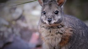 Walkabout Wildlife Sanctuary