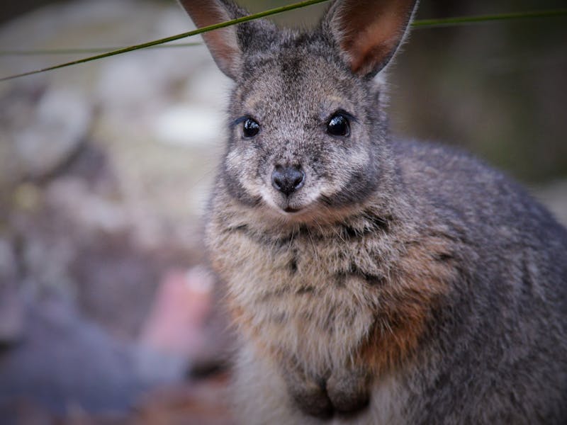 Australia Walkabout Wildlife Park NSW Holidays & Things to Do, Attractions and