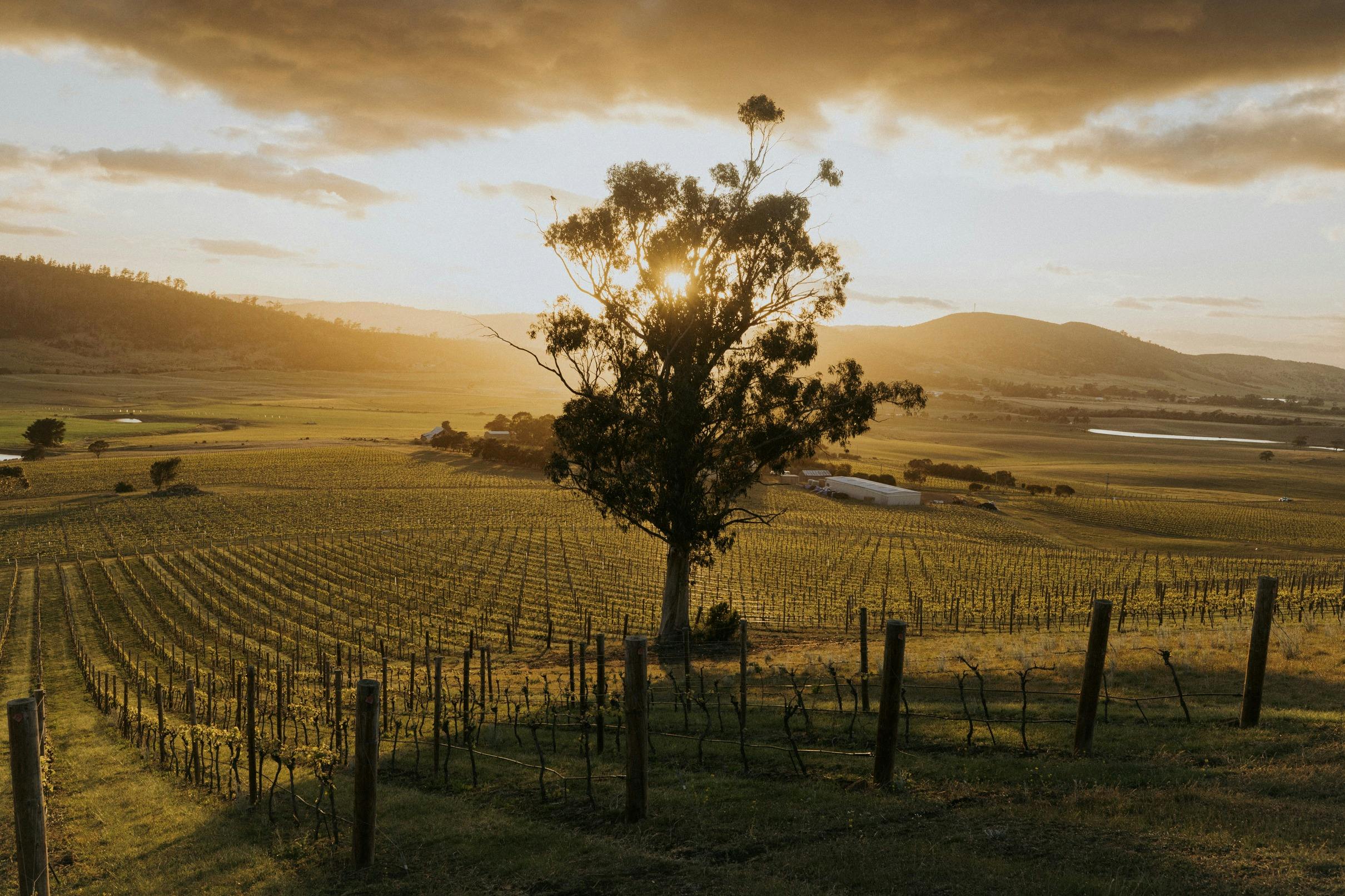 Small Wonder - Coal River Vineyard