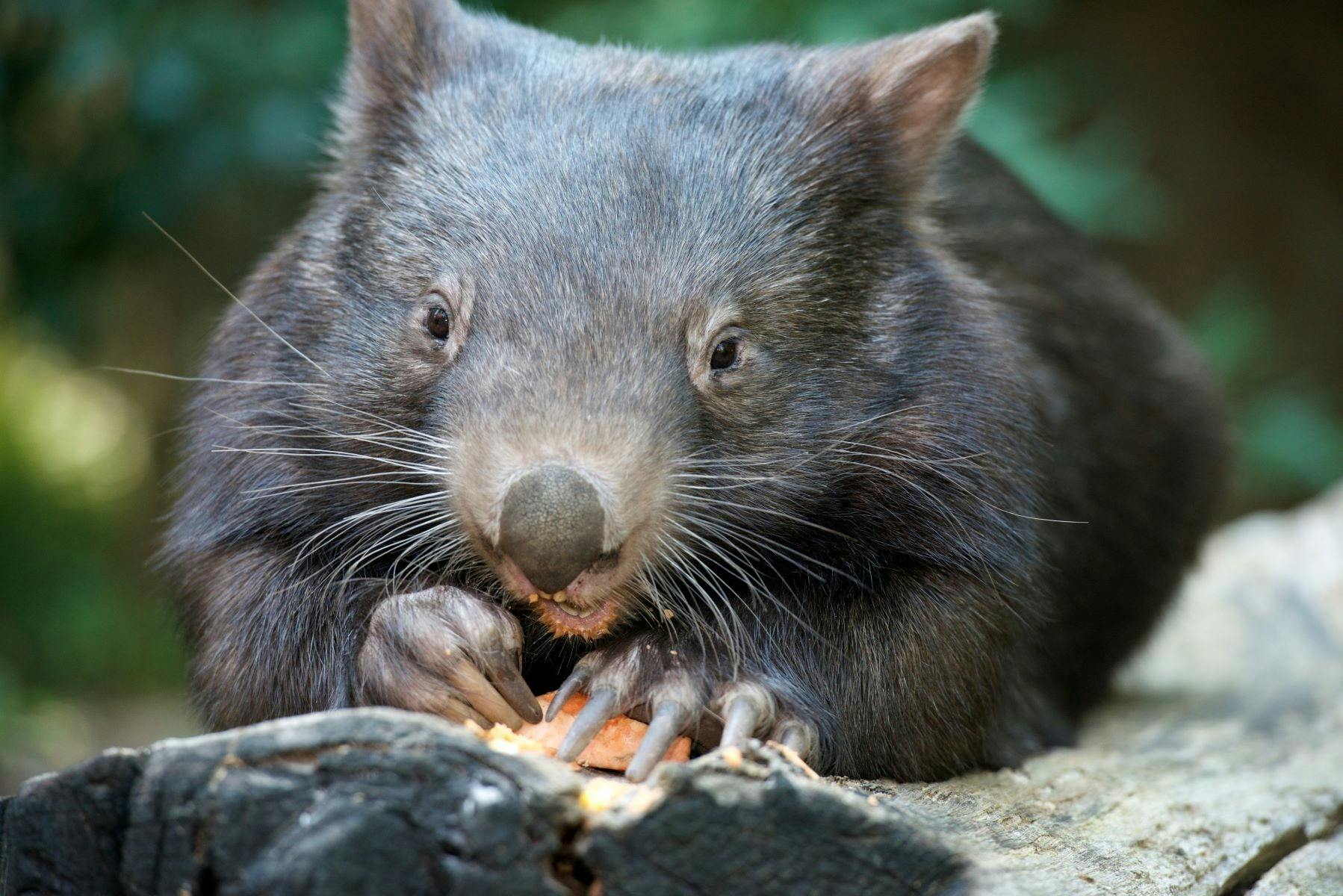 VIP Sanctuary Tour at Healesville Sanctuary