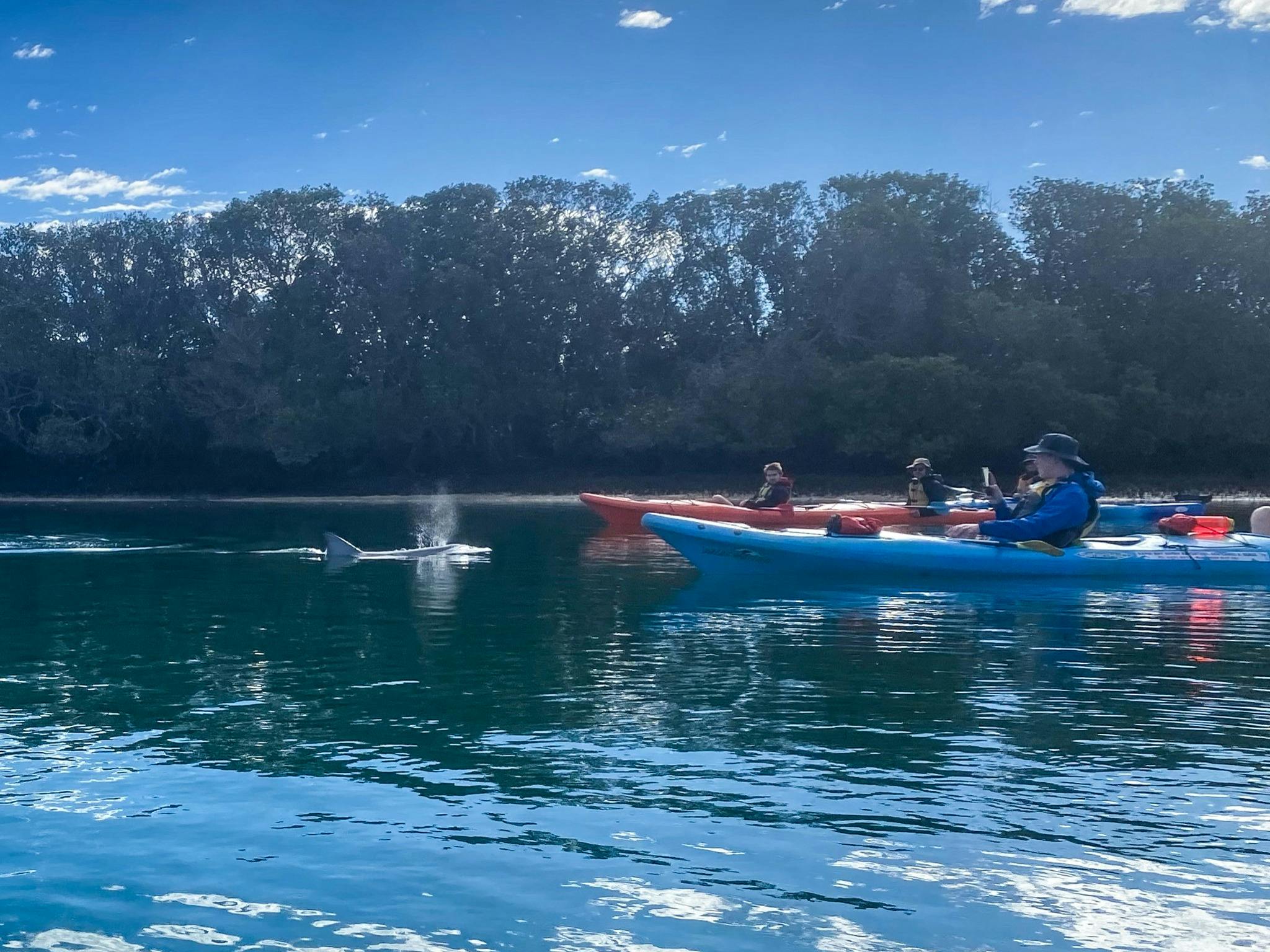 Kayak with wild dolphins at the Adelaide Dolphin Sanctuary