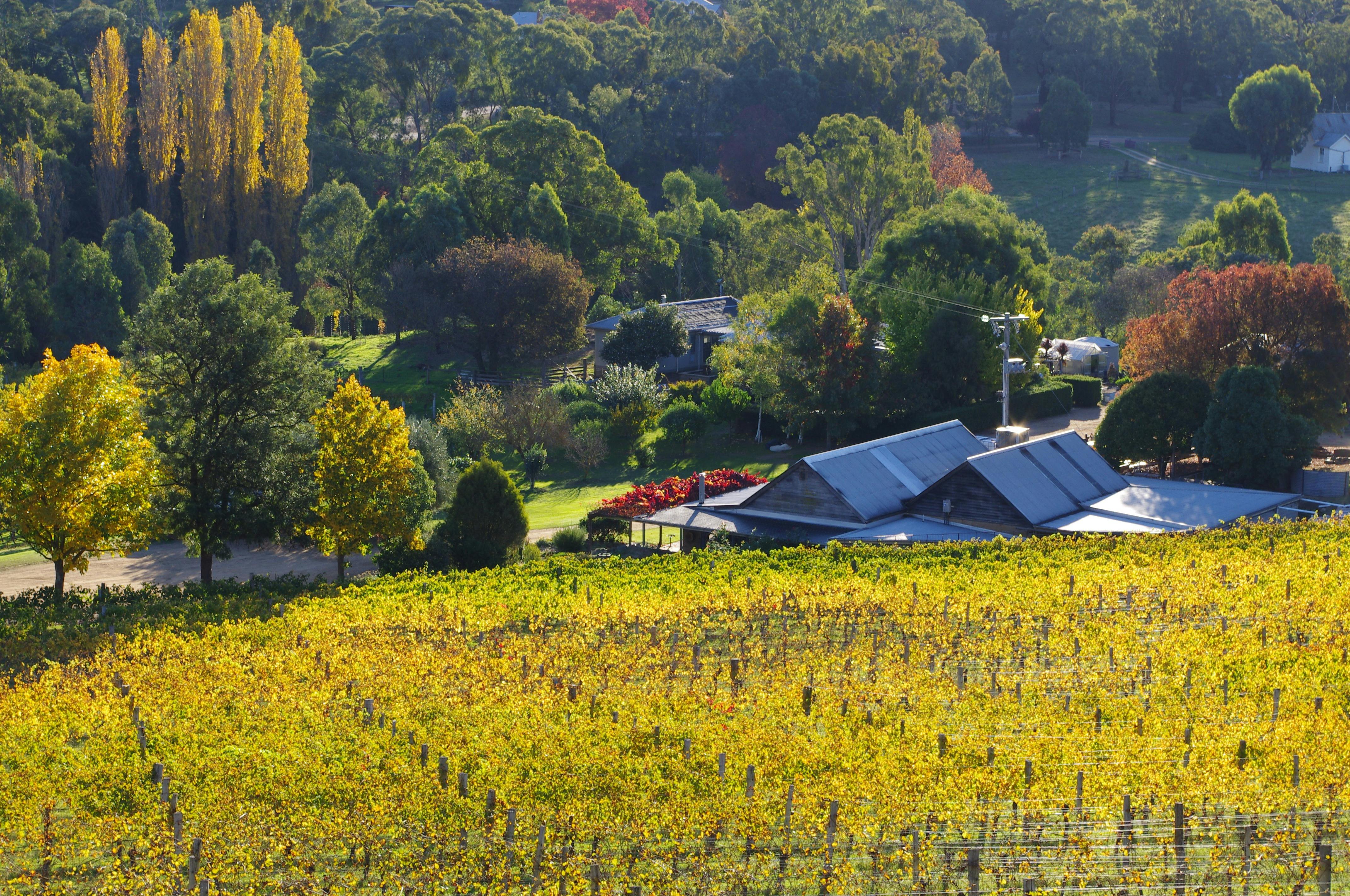 Capturing Autumn colours at Ensay Winery