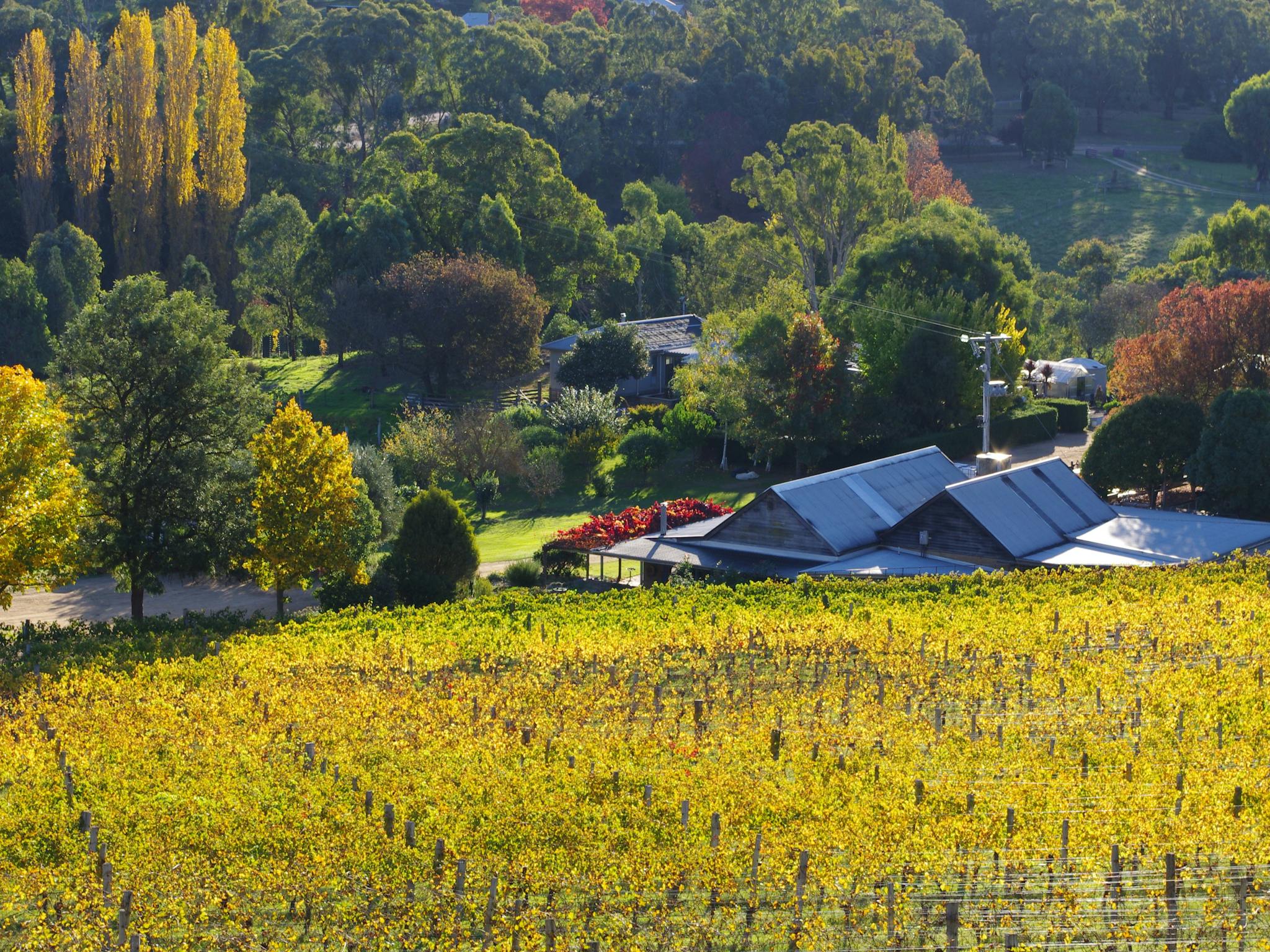 Capturing Autumn colours at Ensay Winery