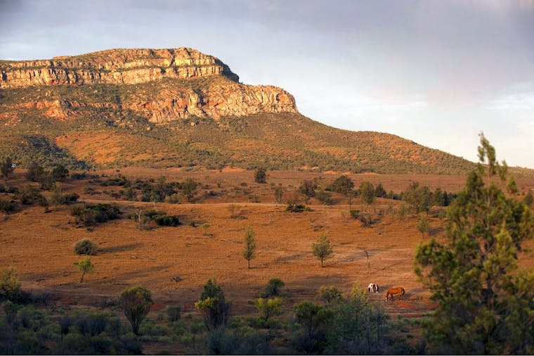 Flinders Ranges Outback 3 Day Small Group Eco Safari
