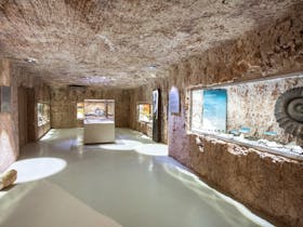 S.A Museum Fossil Display