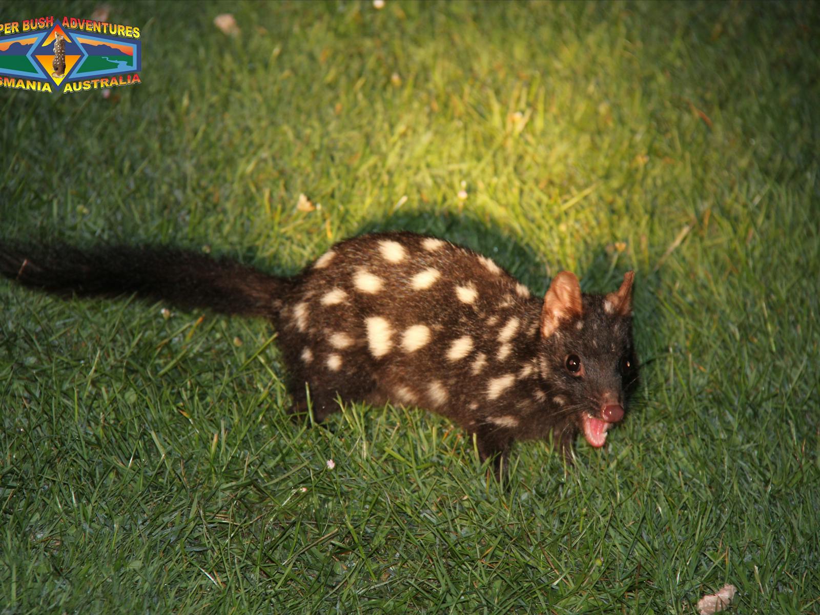 Black eastern quoll