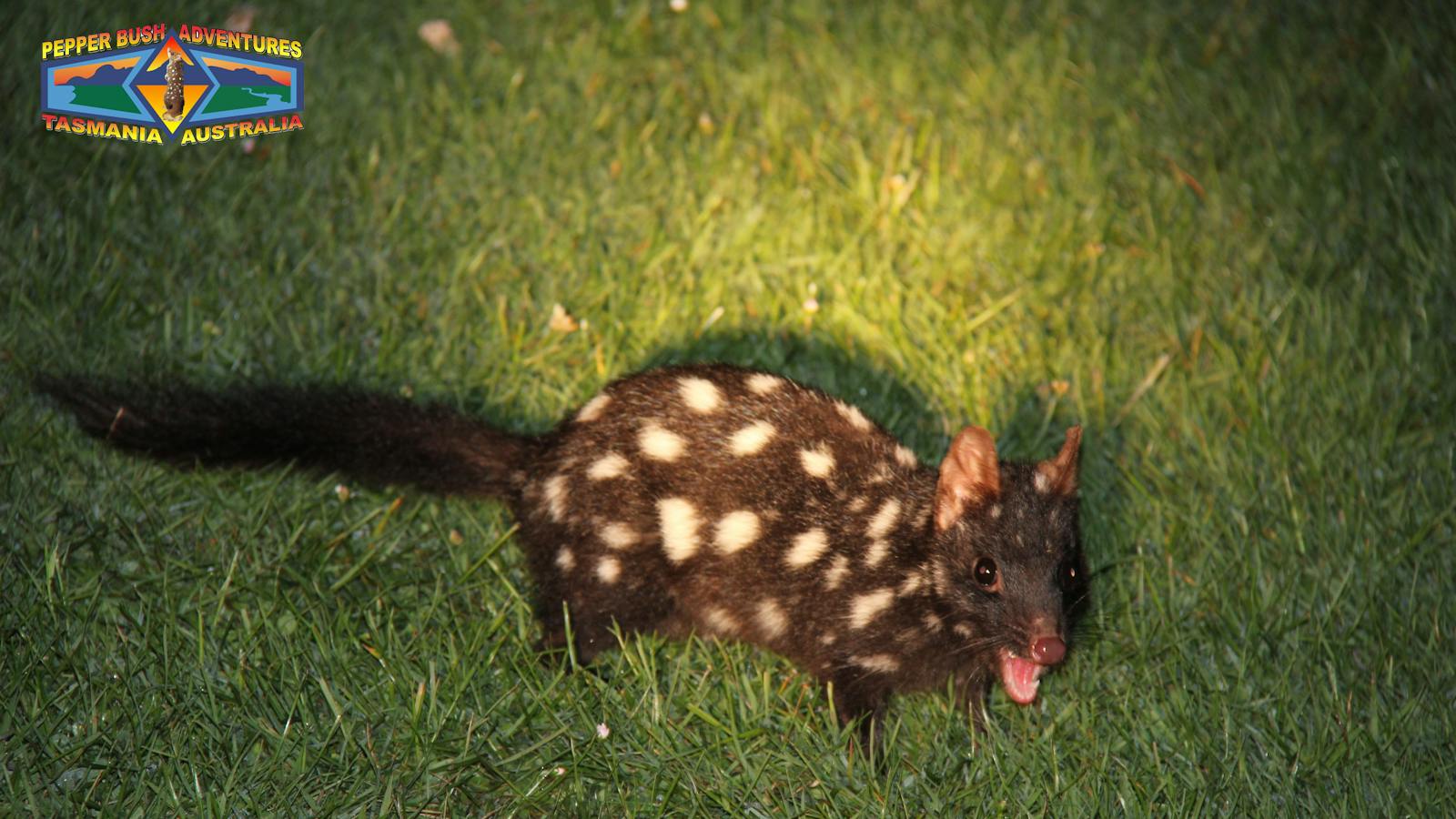Black eastern quoll