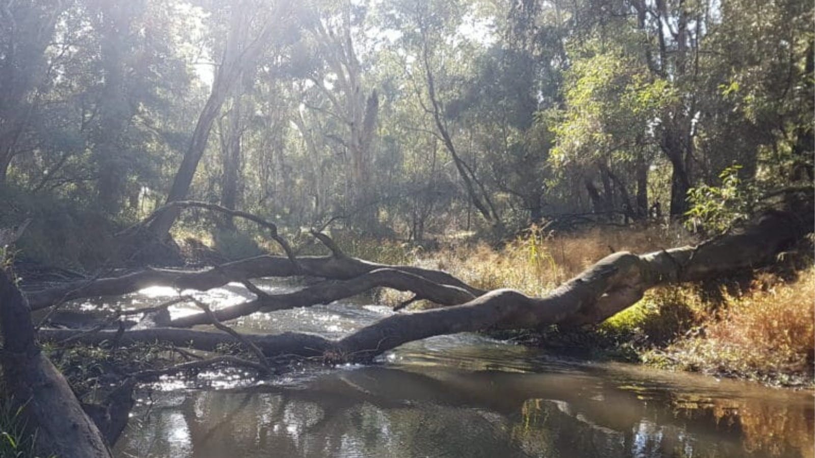 Tree down lying over the river, trees, native vegetation, sun filtering through trees.