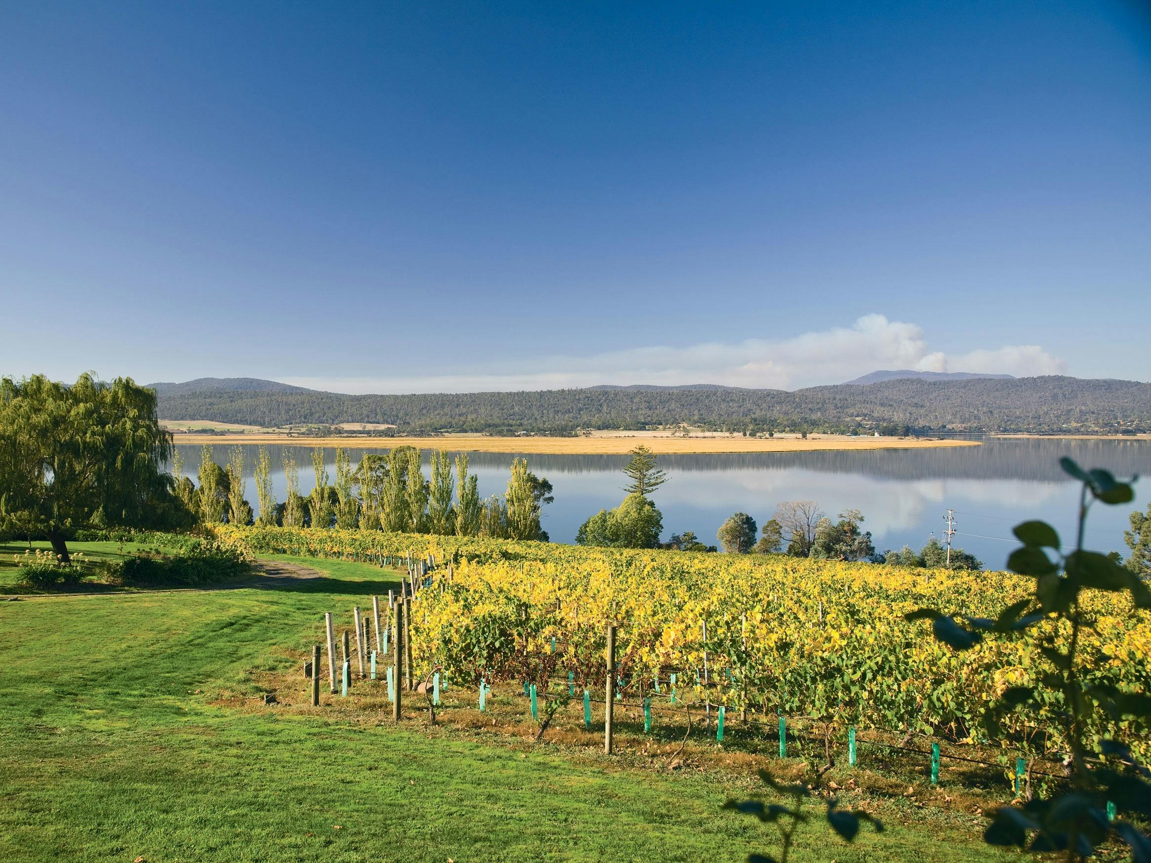 Veinyard and river views on the Tamar River