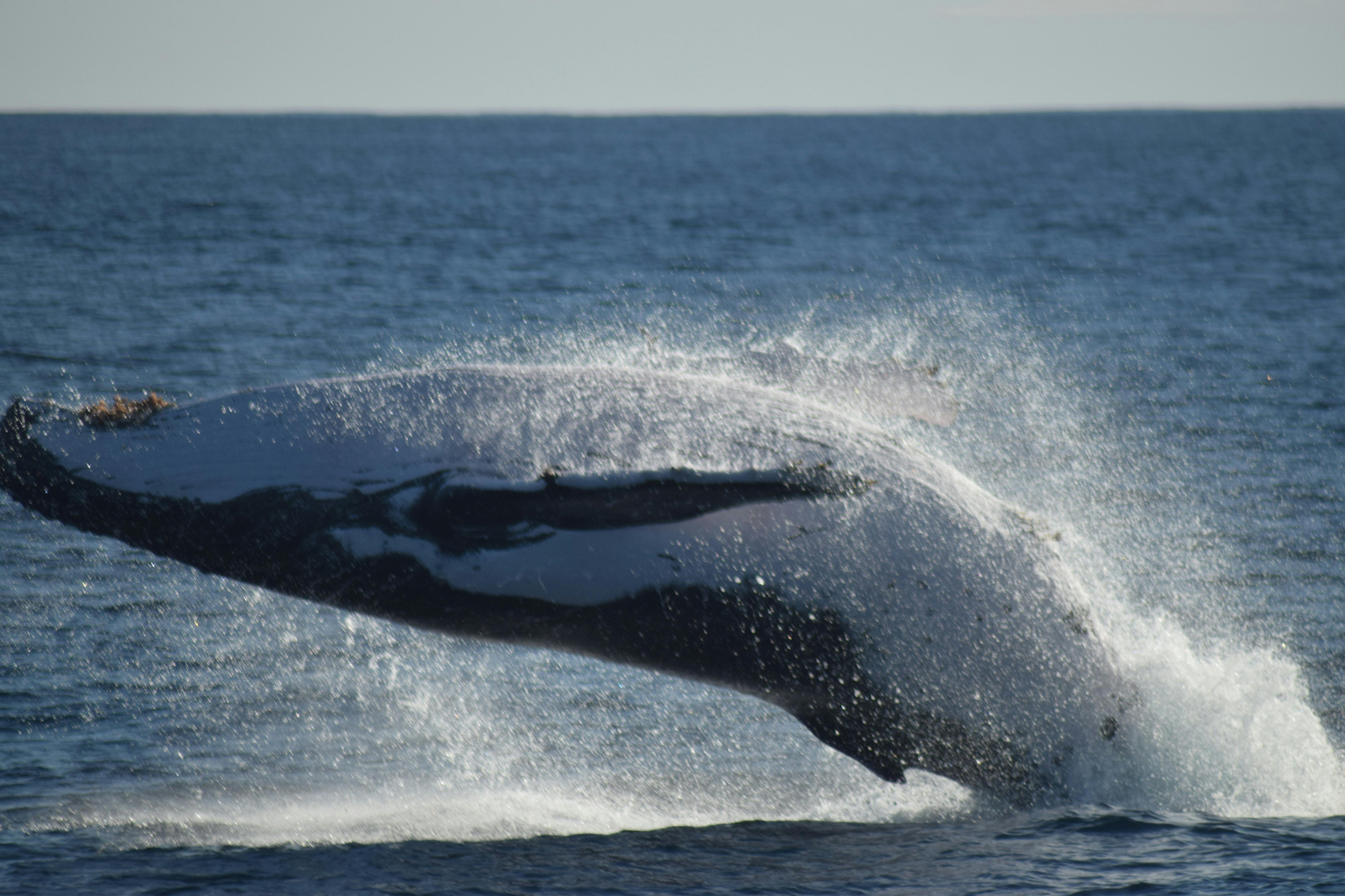 All Sea Charters Whale Watching