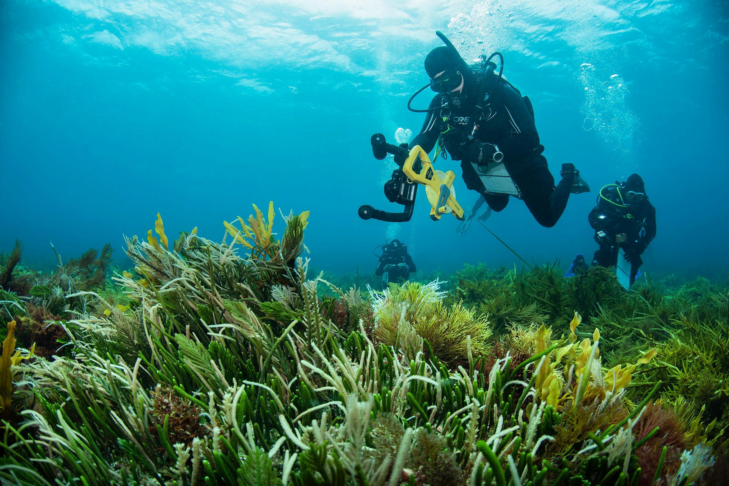 Person in a Diving Suit and scientific equipment swimming over seaweed in a blue sea.