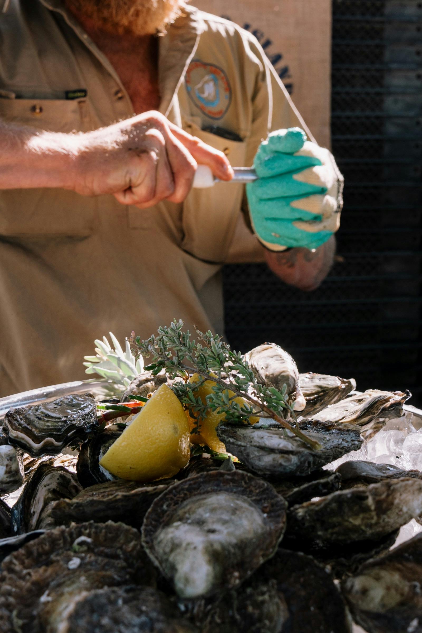 Angasi Native Oysters