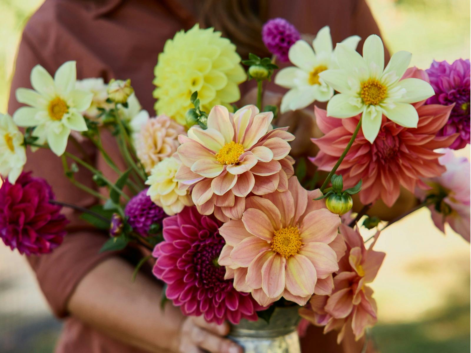 Dahlias in season at Earthenry Farm