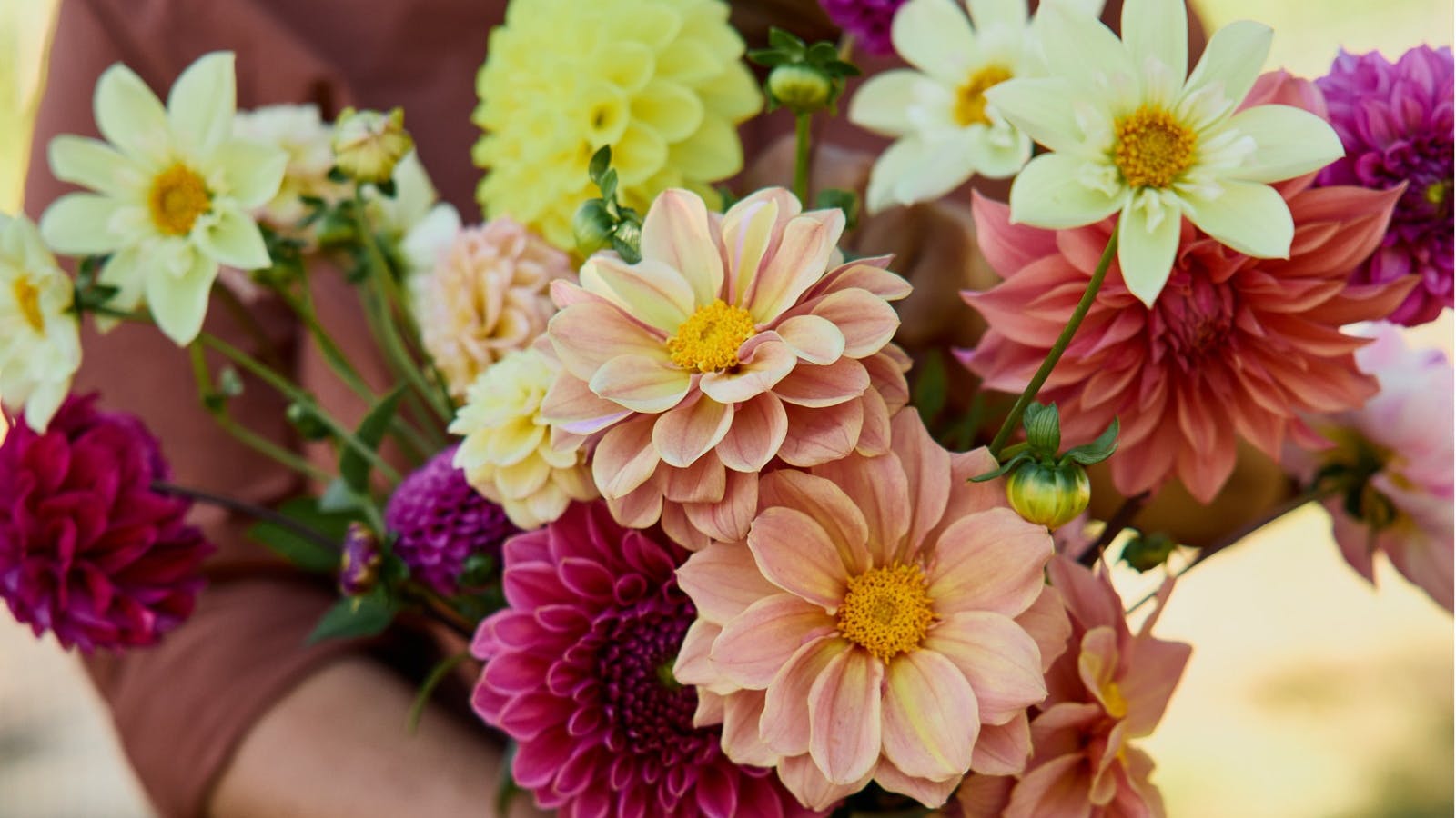 Dahlias in season