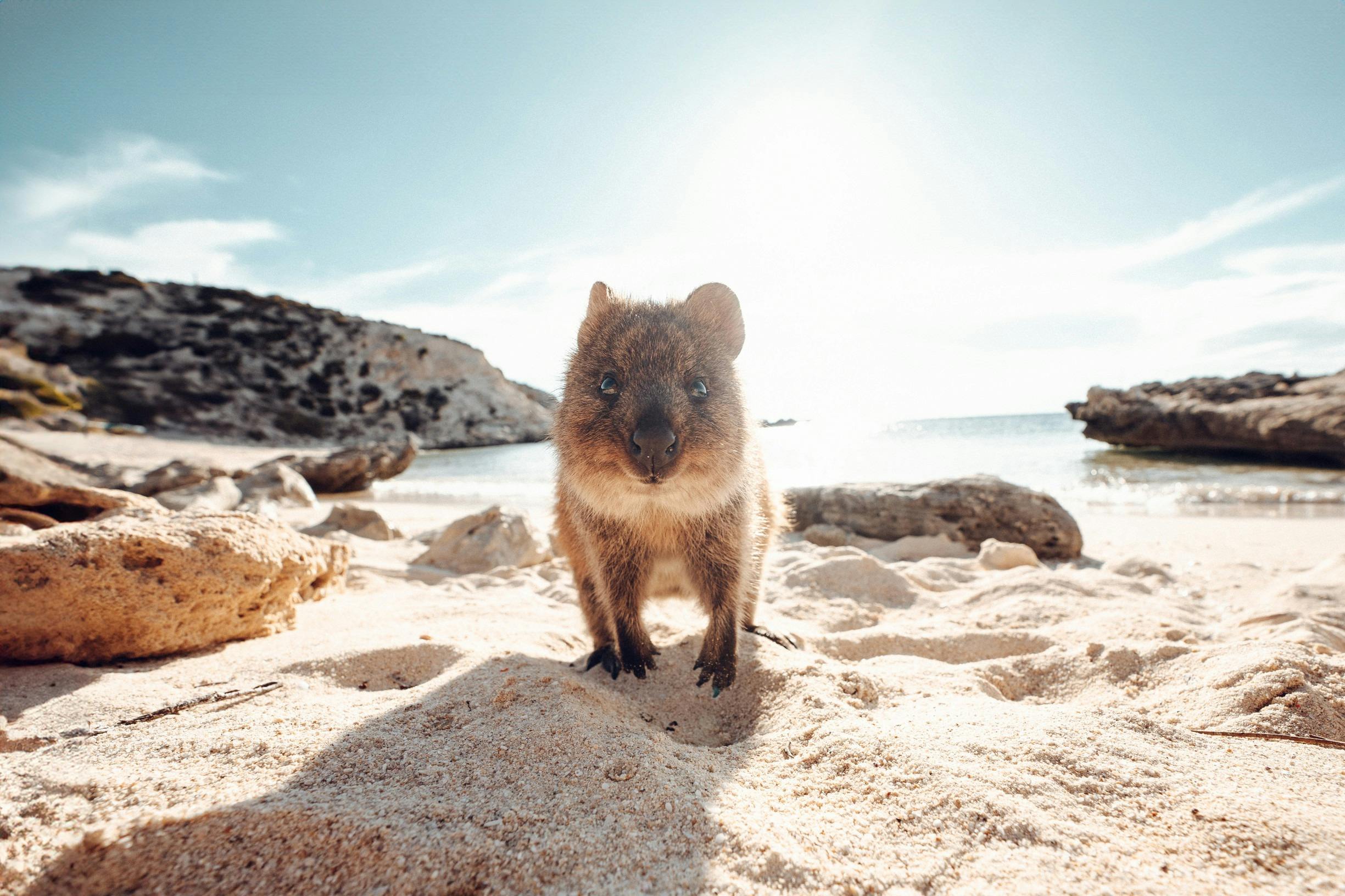 Quokka, Rottnest Island