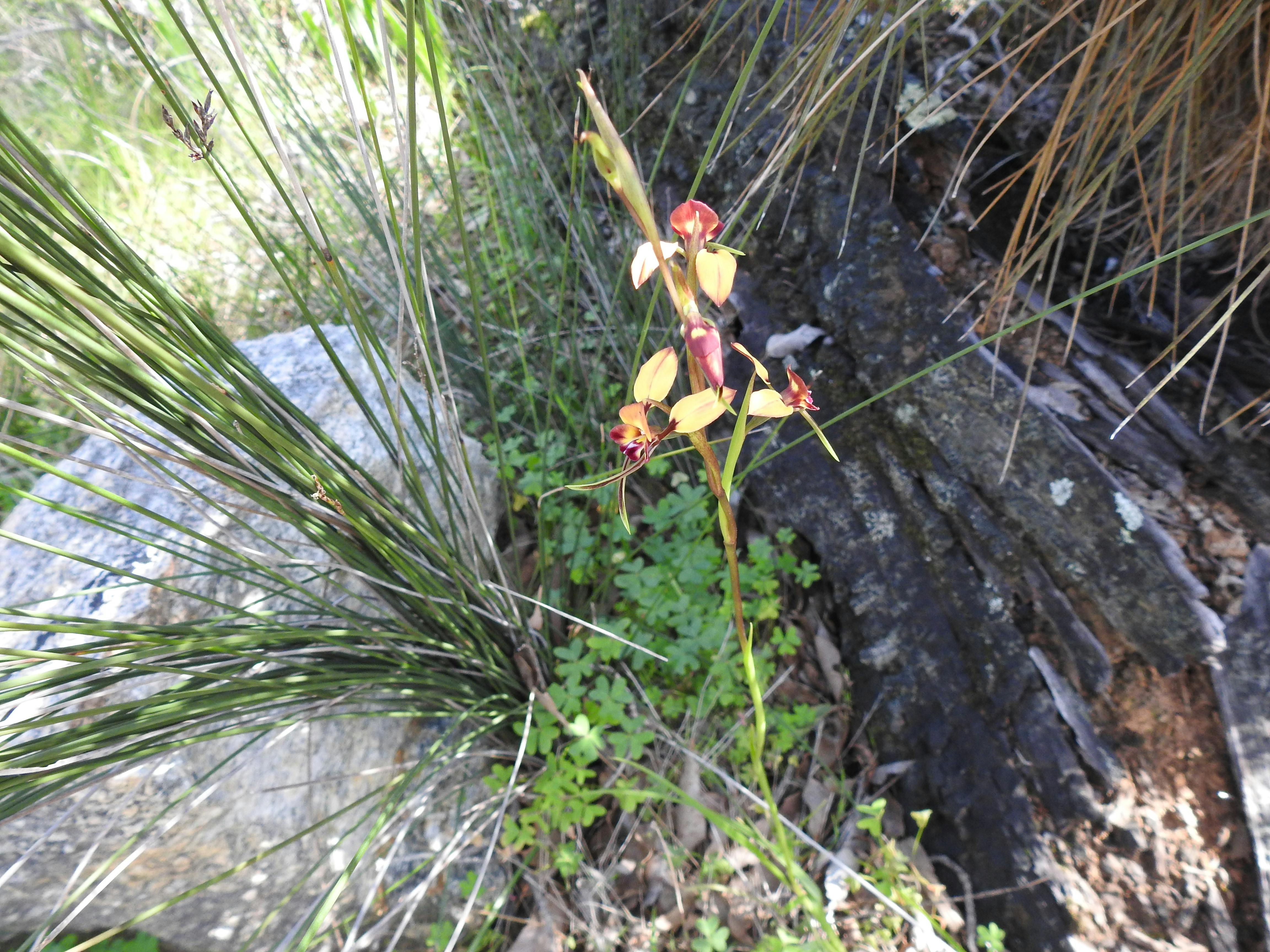 orchid