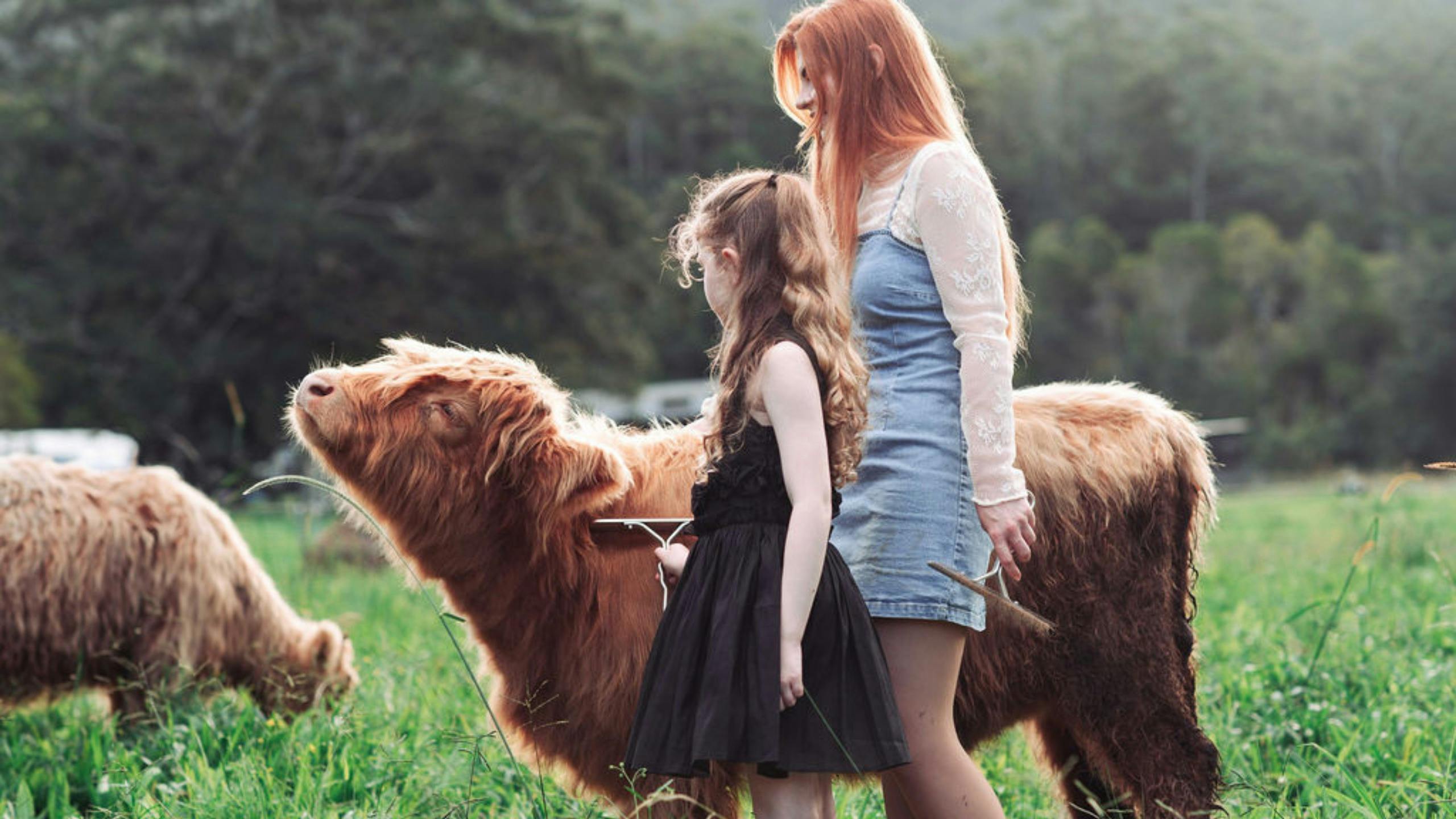 A lady and her child brushing a young Highland cow