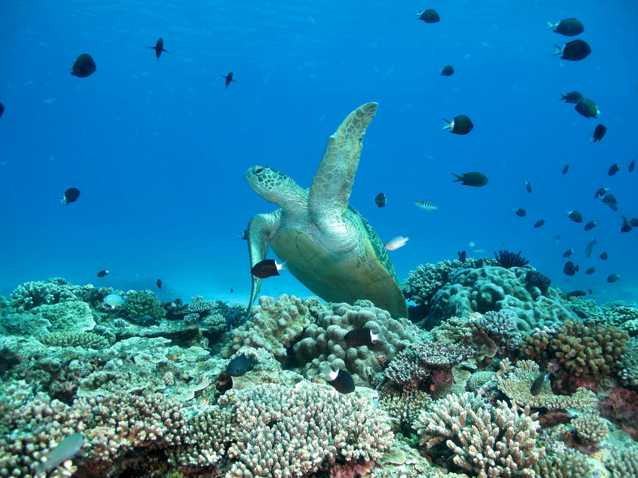Resident Turtle