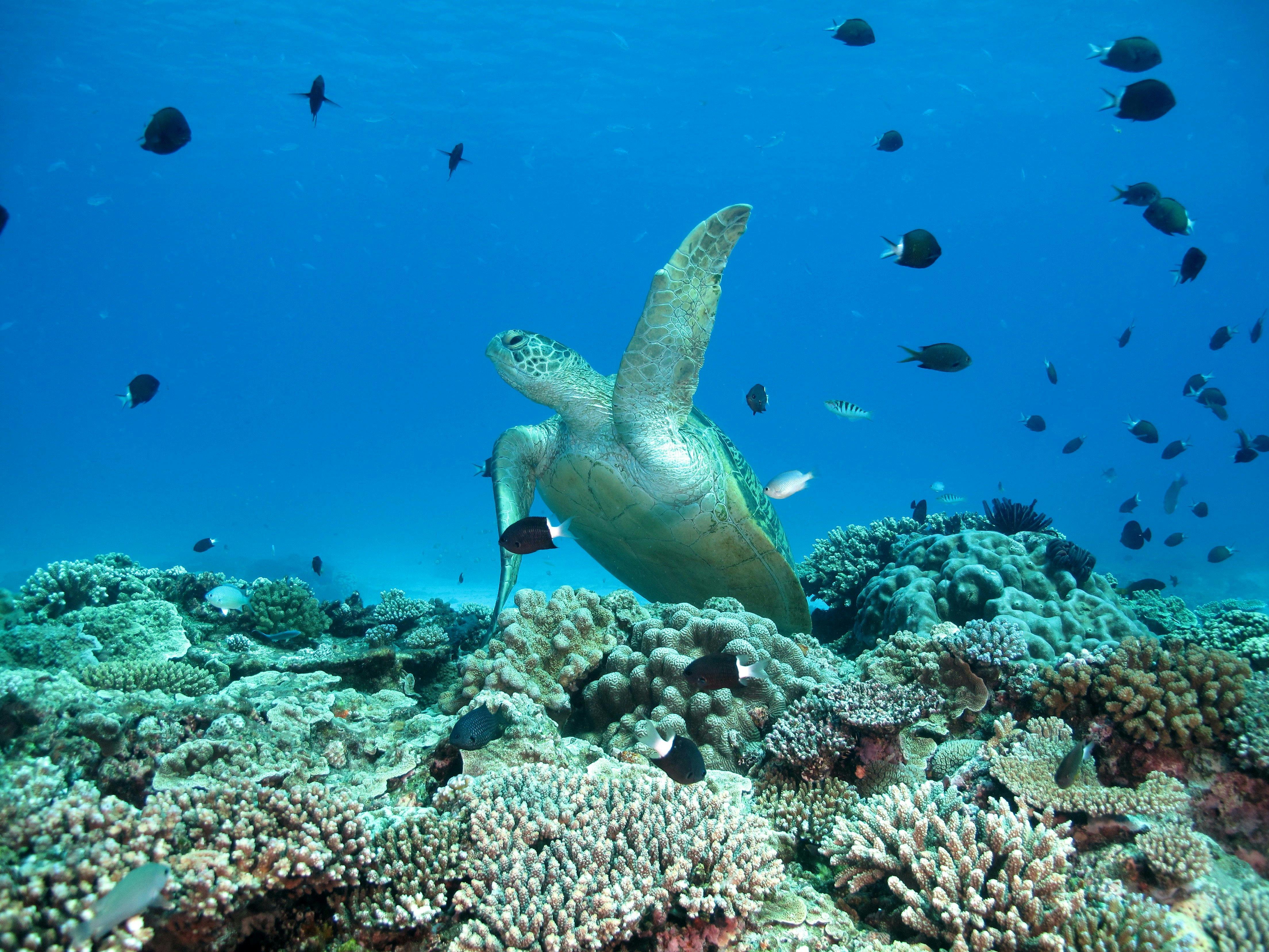 Resident Turtle