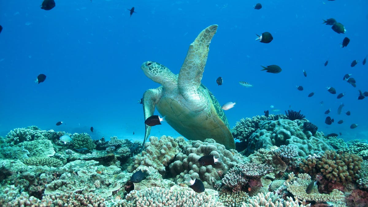 Resident Turtle