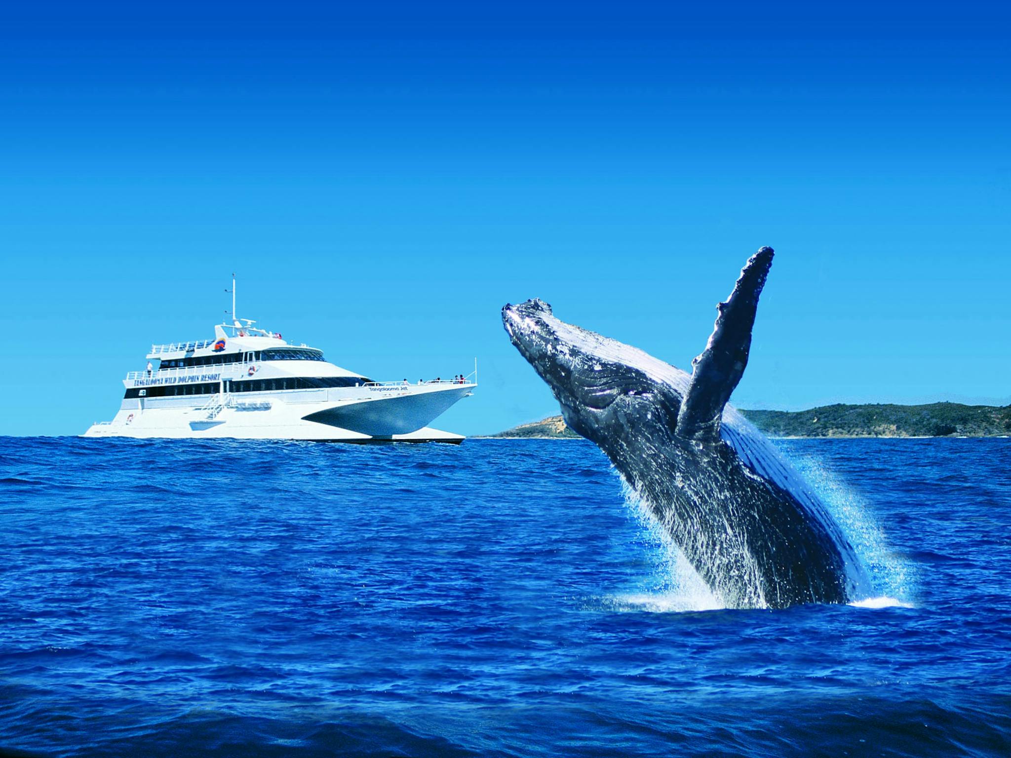 Tangalooma Whale Watching Tangalooma Whale Watching