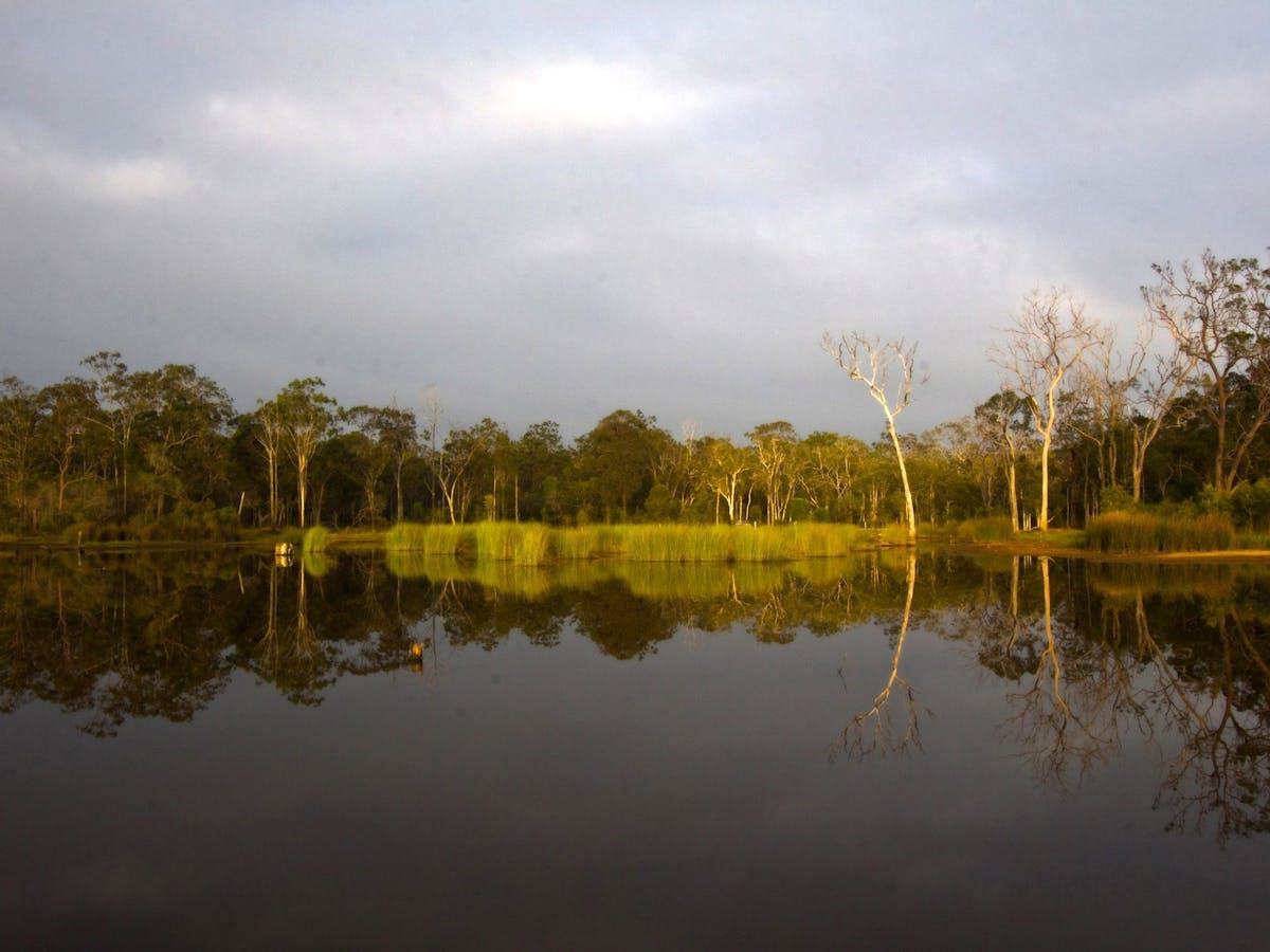 Still waterhole with trees and reed reflected in the water.
