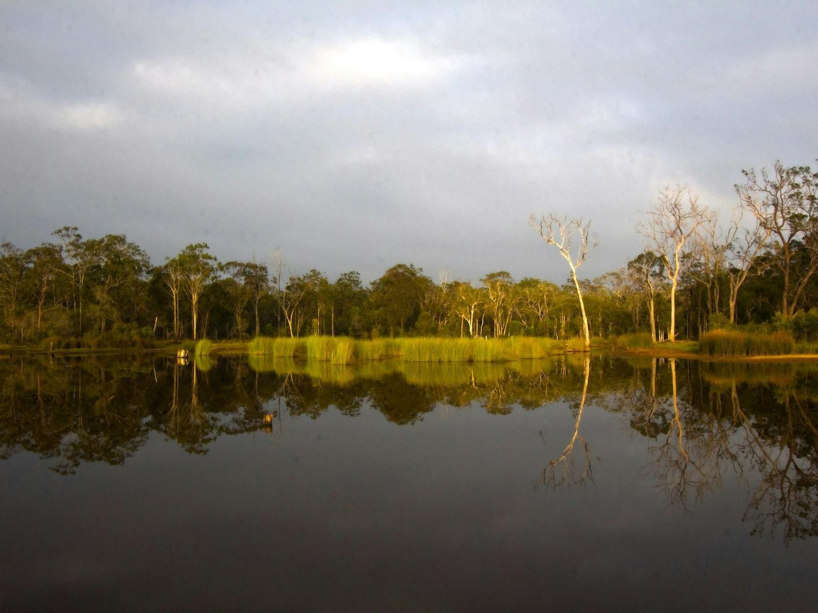 Still waterhole with trees and reed reflected in the water. Still waterhole with trees and reed reflected in the water.