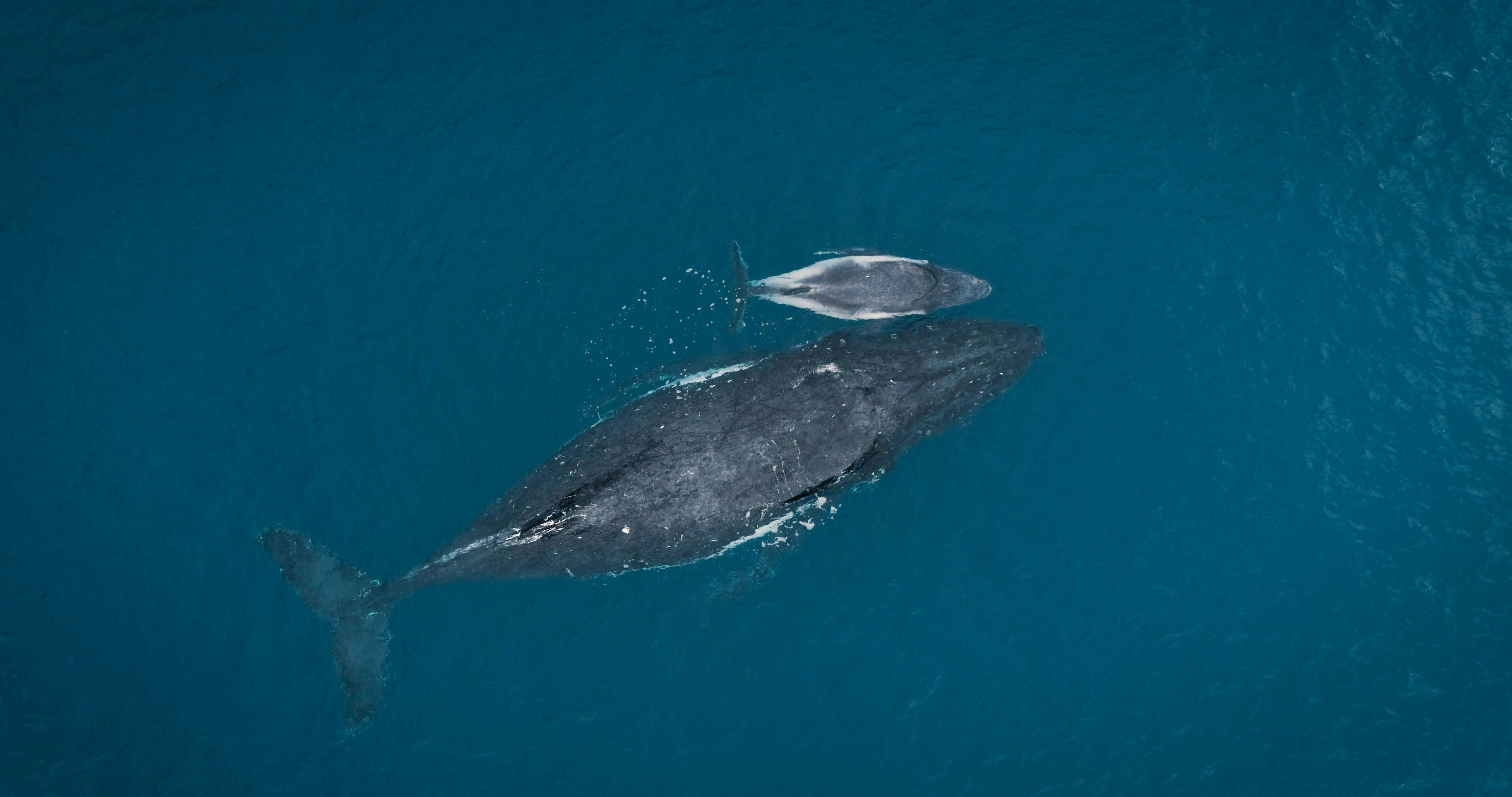Humpback Whale Season