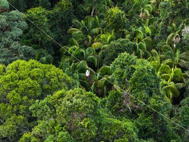 High adrenaline zipline through the stunning treetops
