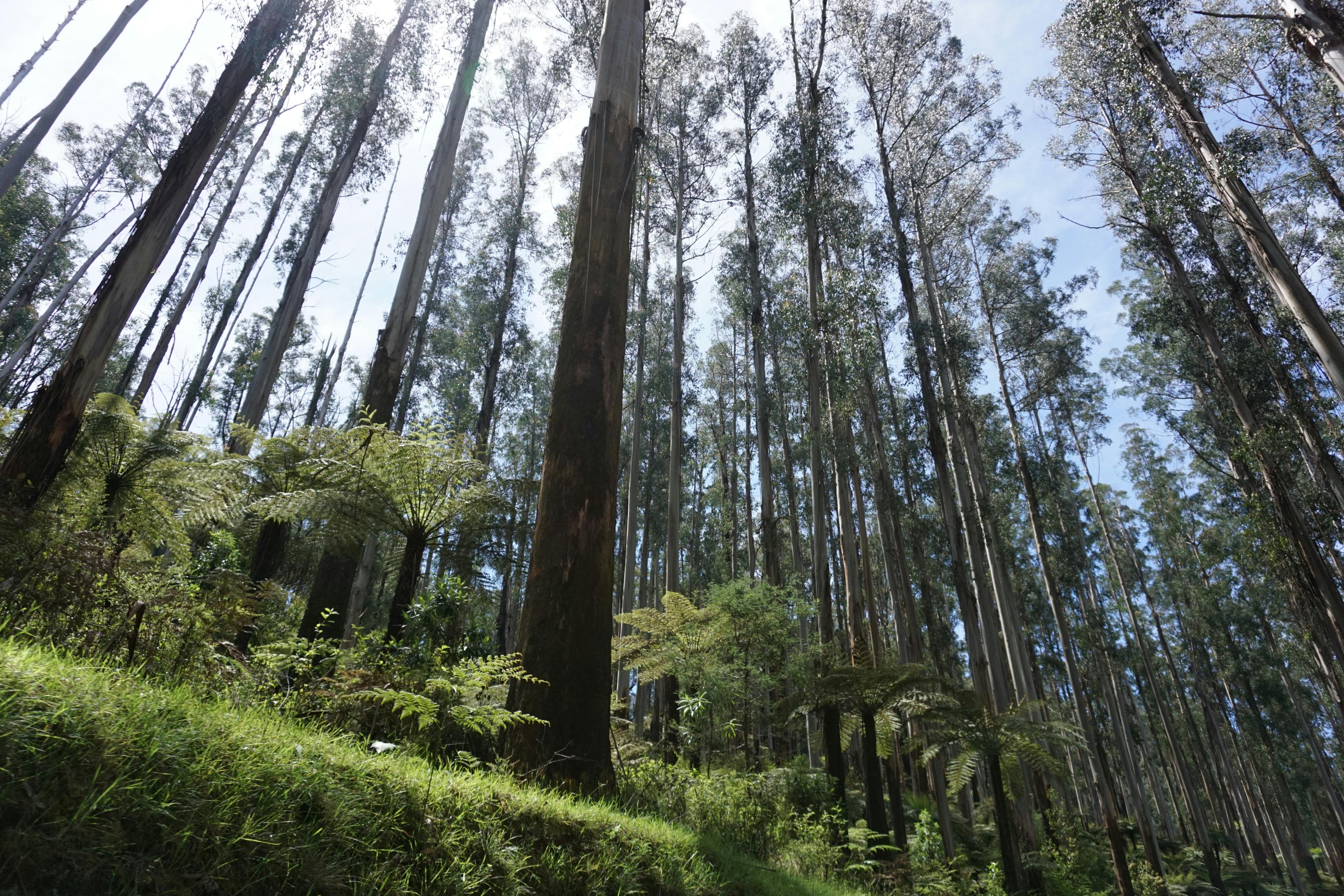 Private Puffing Billy Tour