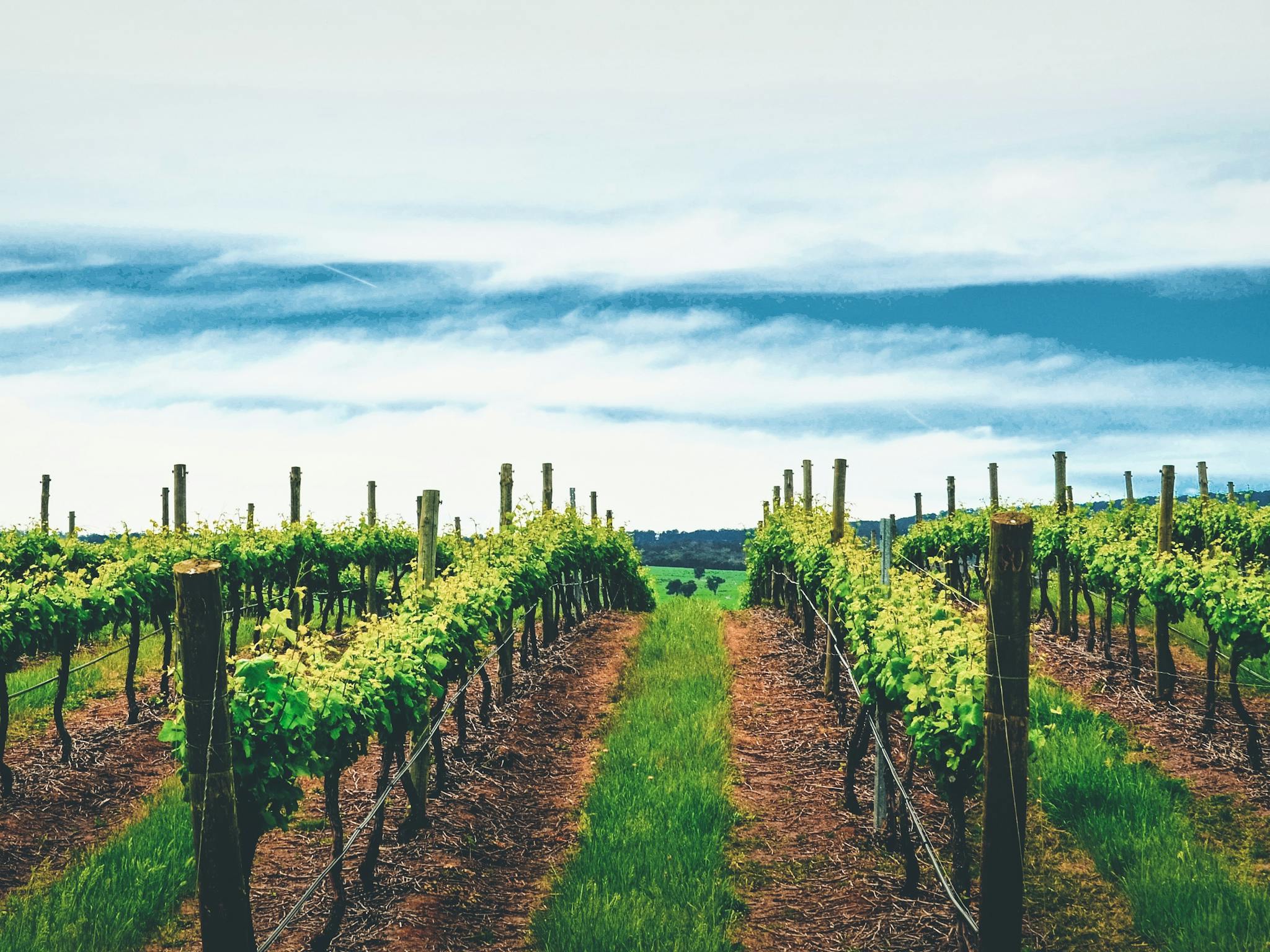 Ros Ritchie Cool Climate Wines are produced from premium grapes grown in High Country Victoria