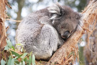 Conservation Study Tours