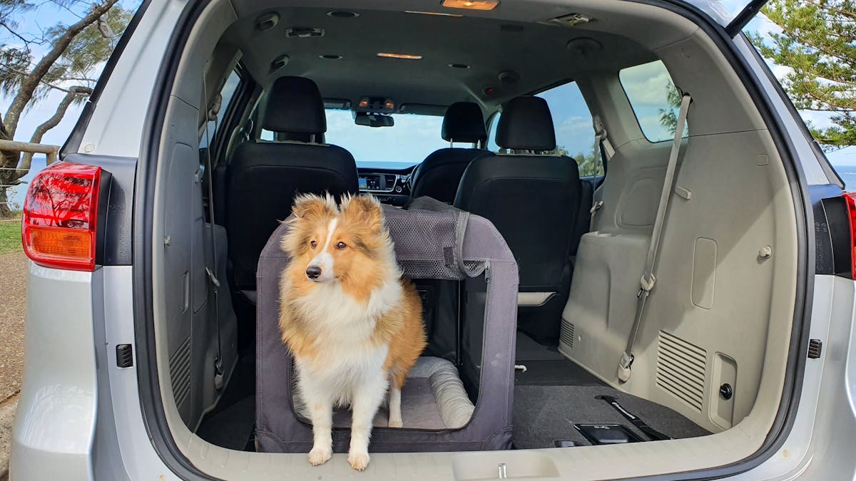 pet transfers to and from airports