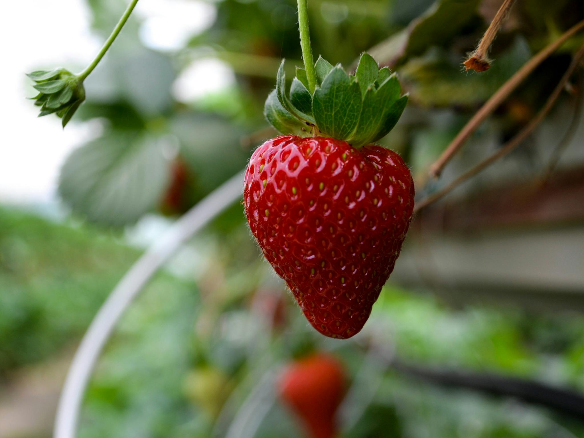 A beautiful ripe strawberry hanging off a plant