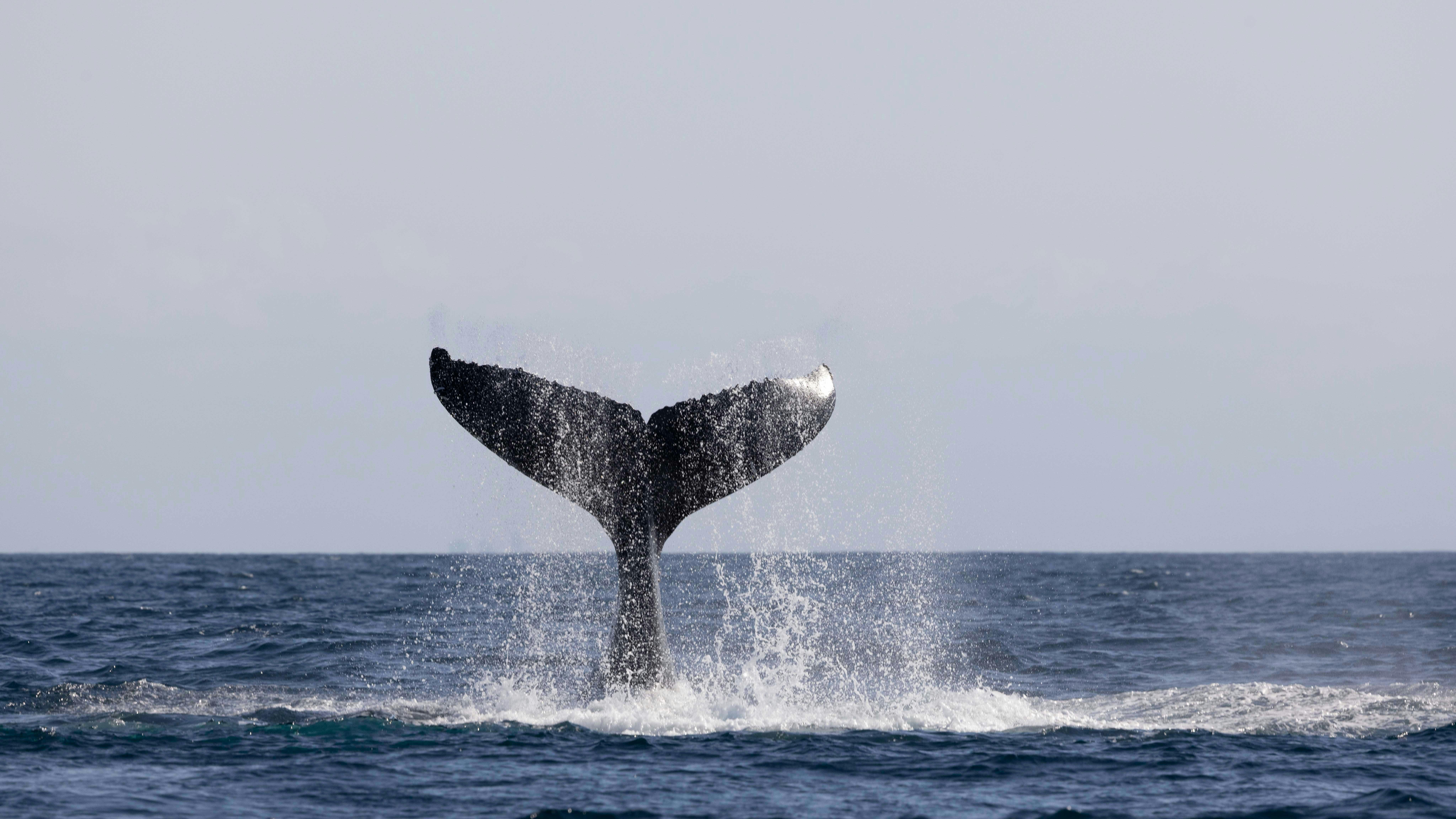 TAil slapping Humpback WHale