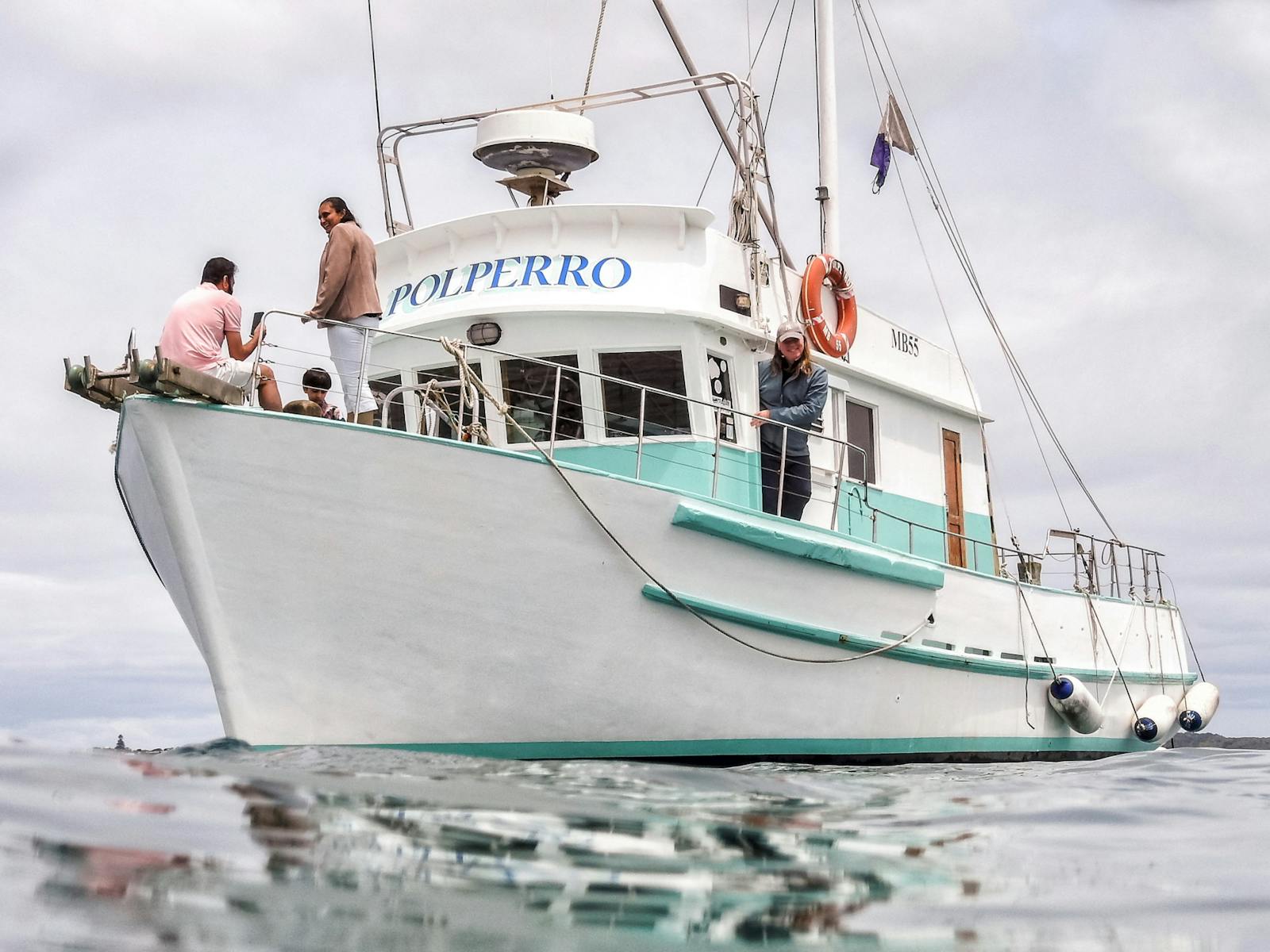 Dolphin and seal swim wildlife tour boat Polperro