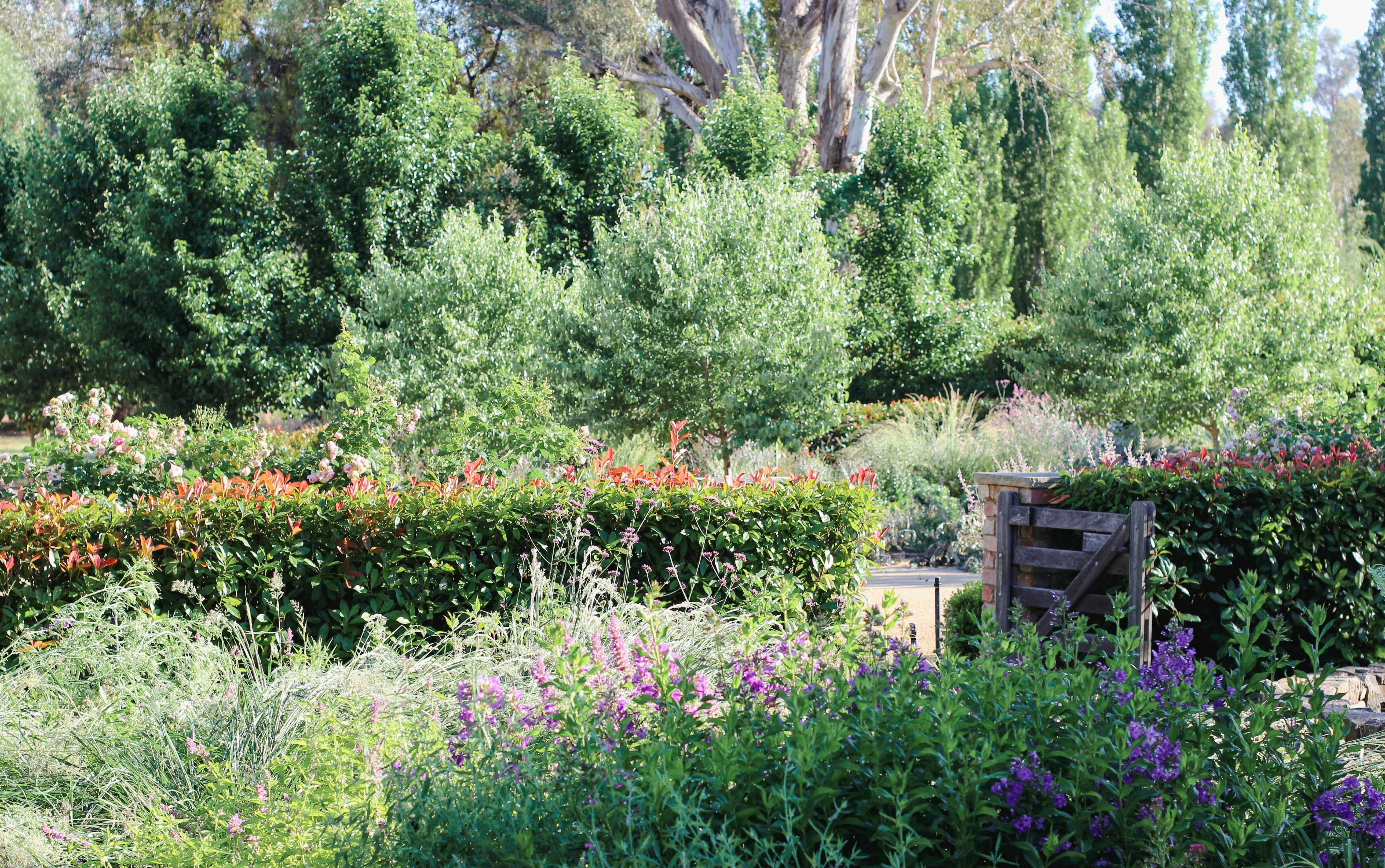 Naturalistic garden bed with a hedge and trees in the background.
