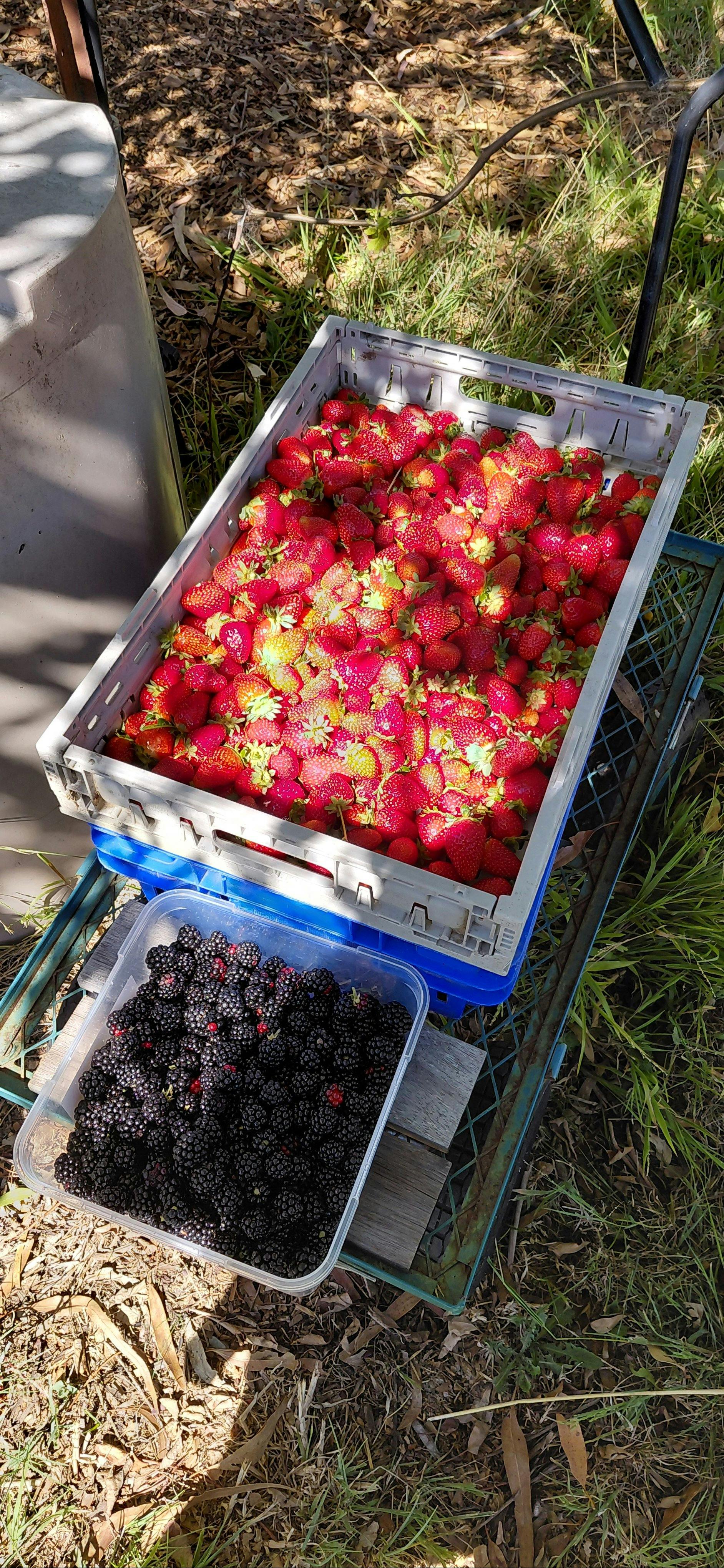 Freshly picked summer berries from The Strawberry Lady.