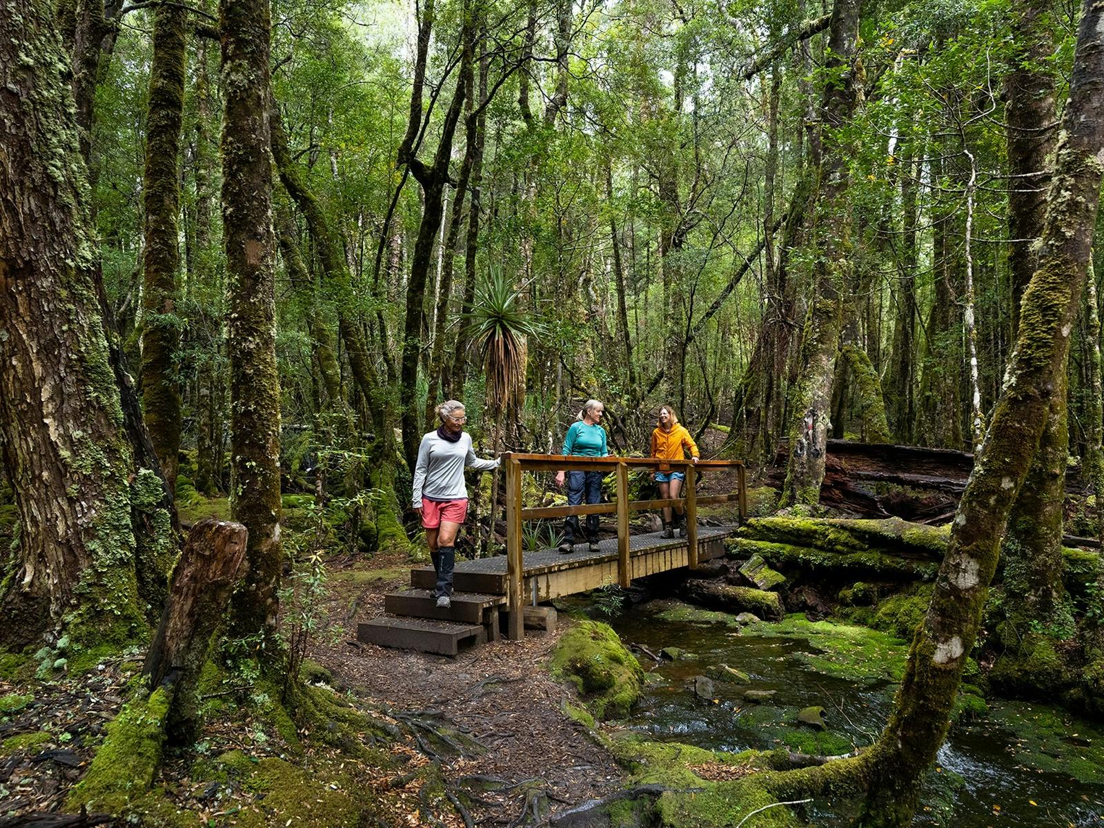 Forests on the Overland Track