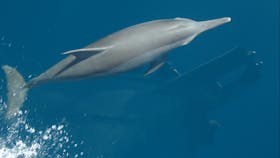 See Dolphins on your Montague Island Tour with Narooma Tours