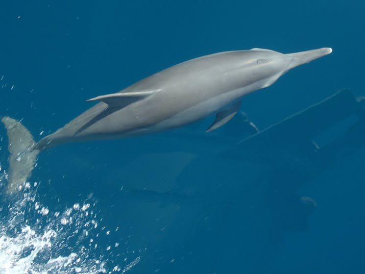 See Dolphins on your Montague Island Tour with Narooma Tours