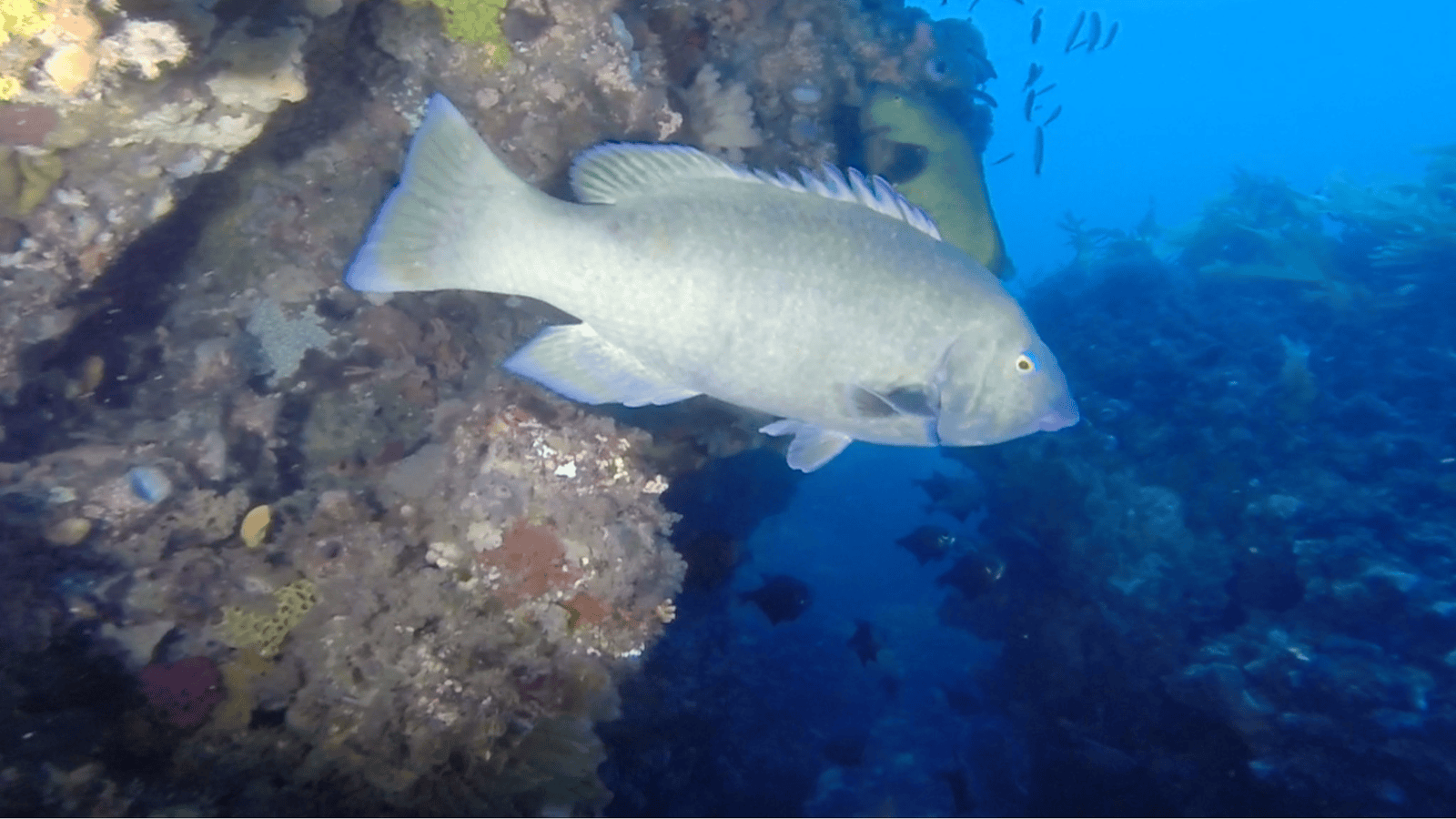 Bay City Scuba